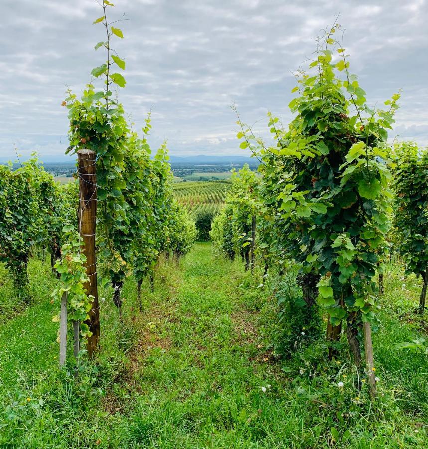 Gite Les Deux Belettes Riquewihr Buitenkant foto